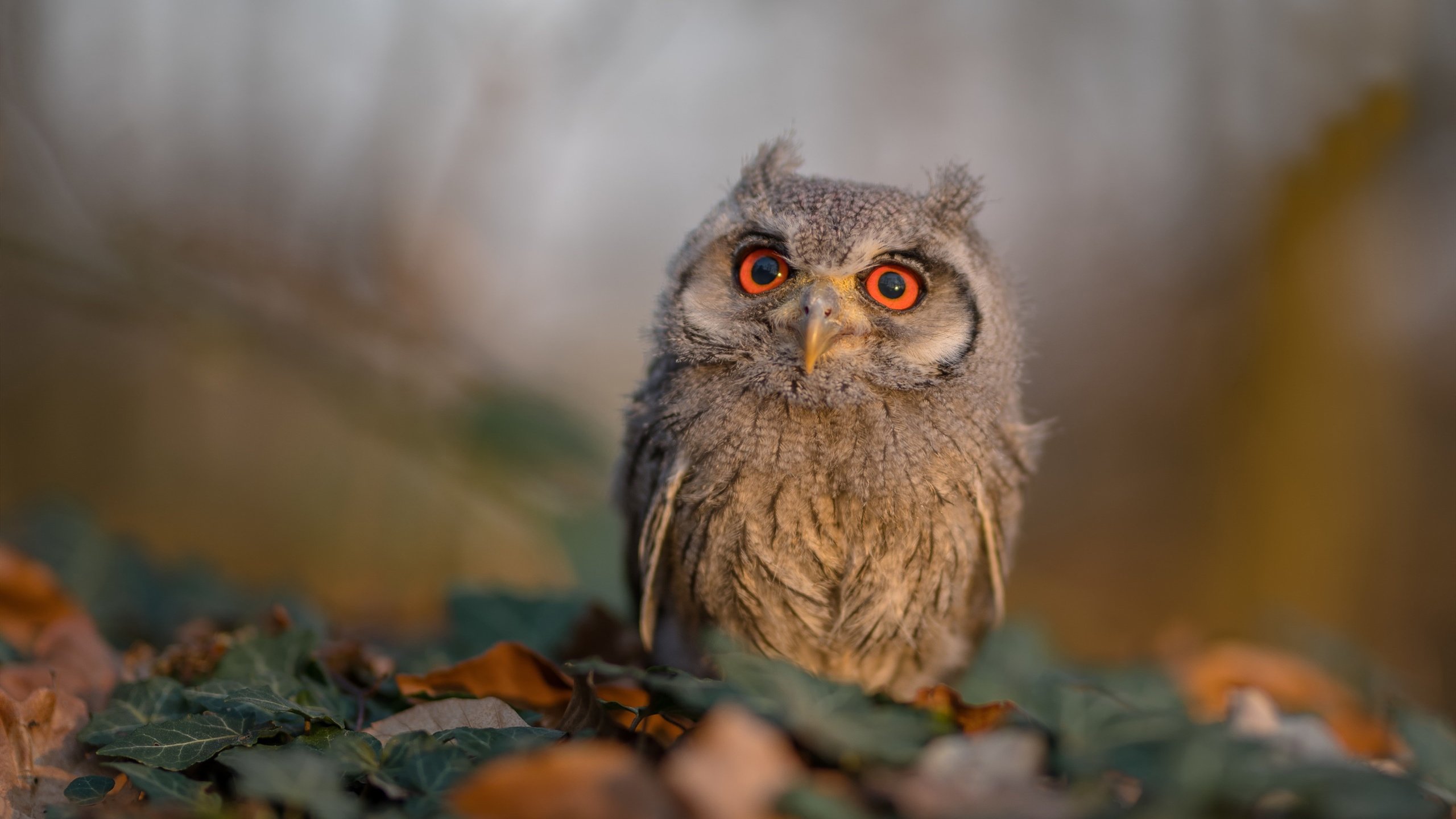 暗夜独舞,当克瓦拉多利亚在禁区画出新大陆的轮廓