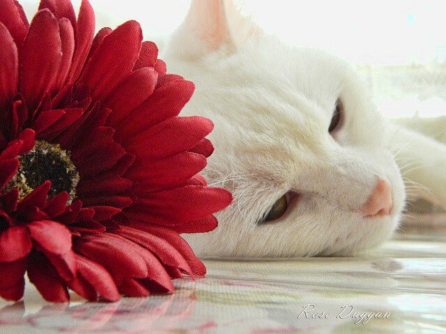 冷门之夜，唯一的关键先生，德罗赞何以成为灰熊与森林狼生死战的胜负手？