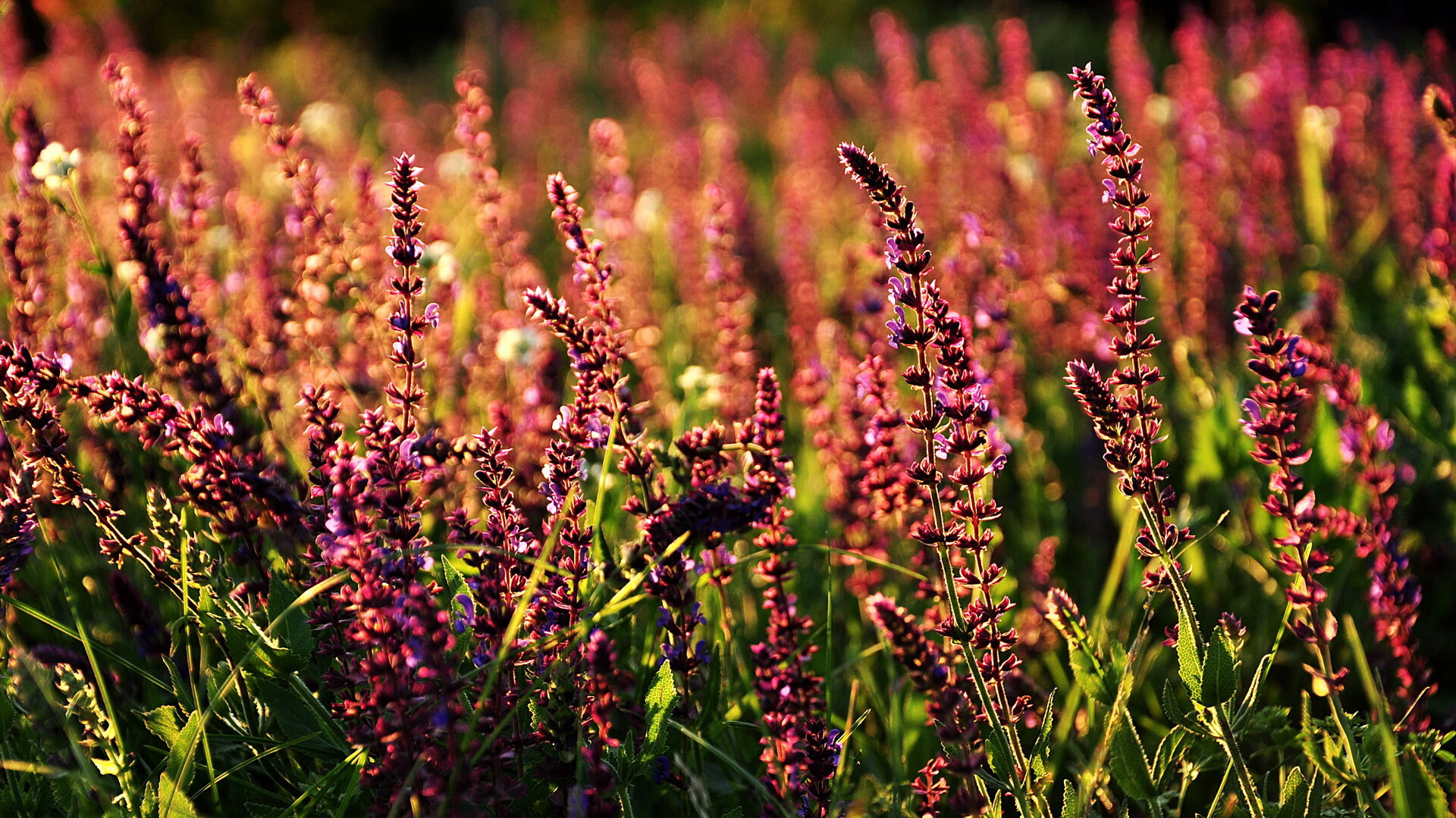 迪马利亚的瞬间与切尔西的时间—当个人英雄主义撞上整体节奏掌控
