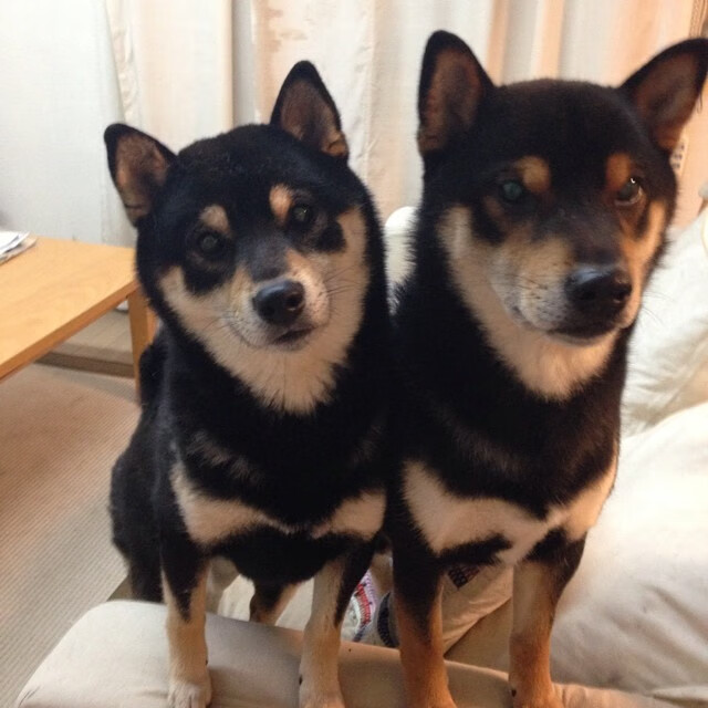 冰封麦迪逊，步行者如何用钢铁防线锁定抢七生死门