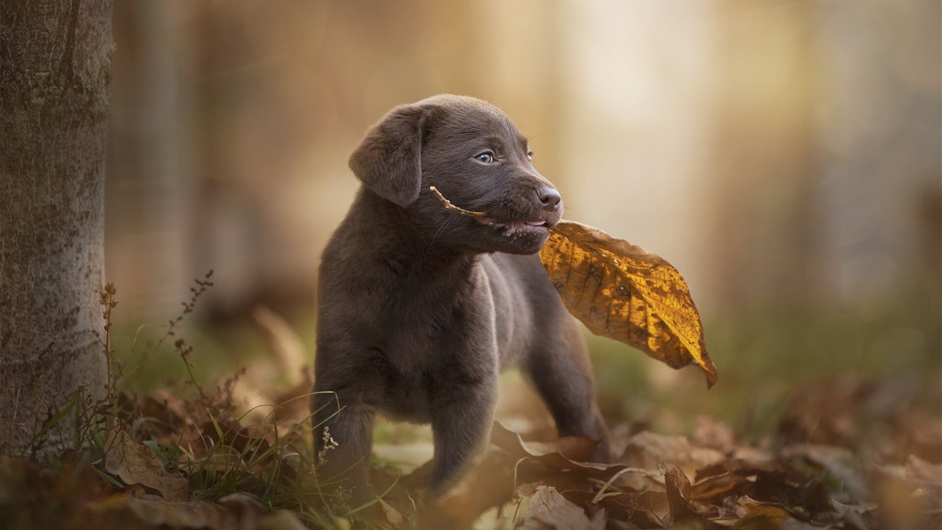 冷雨夜奇迹，佛罗伦萨客场掀翻美国豪门，阿尔瓦雷斯封神之战