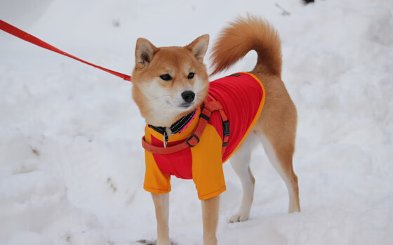 西甲国家德比之夜，约基奇攻防两端统治，当足球盛宴遇见篮球艺术