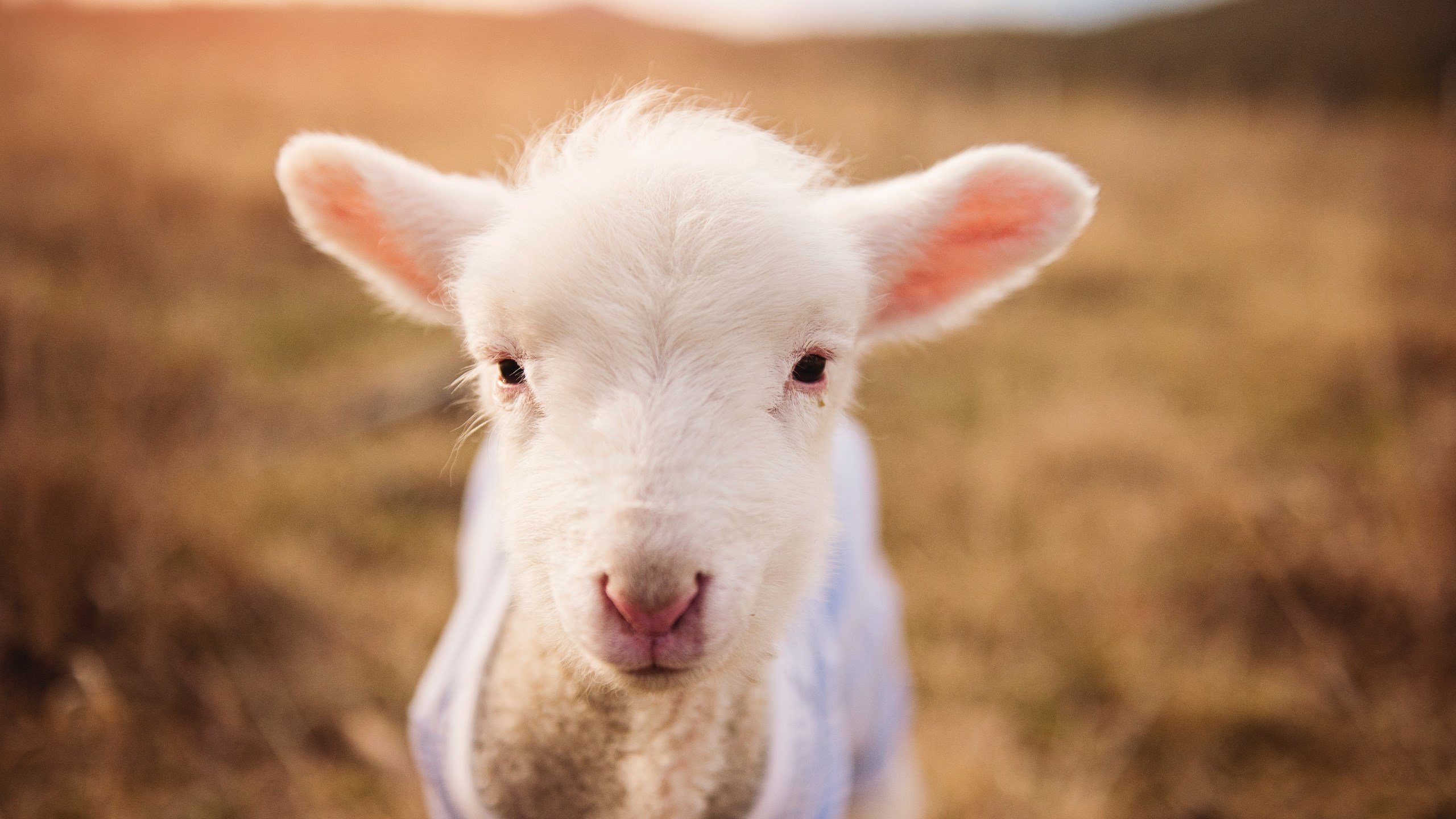 开云sport-昔日板凳匪徒，今日救世主，布伦森38分率马刺关键战突围火箭