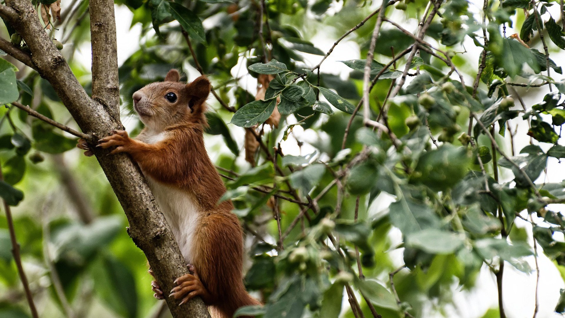 开云体育中国-火焰与铁墙，当奥纳纳在溃败中独自燃烧