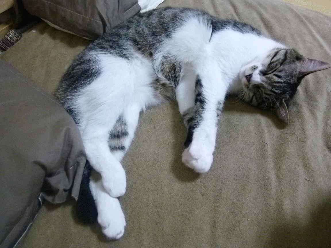 开云体育APP下载-奥亚尔萨瓦尔星光点亮安达卢西亚之夜，贝蒂斯铁腕强压哥斯达黎加风暴