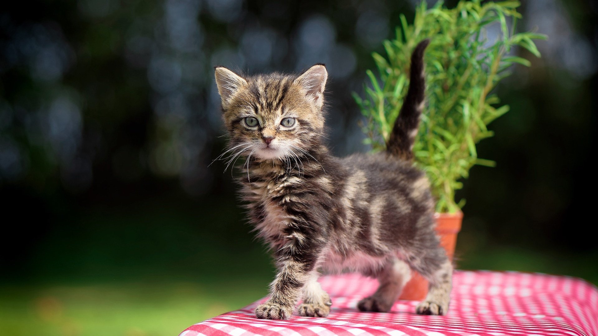 盾骨，当沉默巨岩迸出焚城烈火，卡塞米罗一射陨落那不勒斯