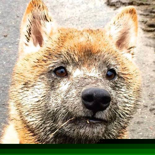沙漠中的奇迹,归化巨星拉什福德单骑救主,乌兹别克斯坦2-1掀翻西班牙—2026世界杯F组焦点战纪实